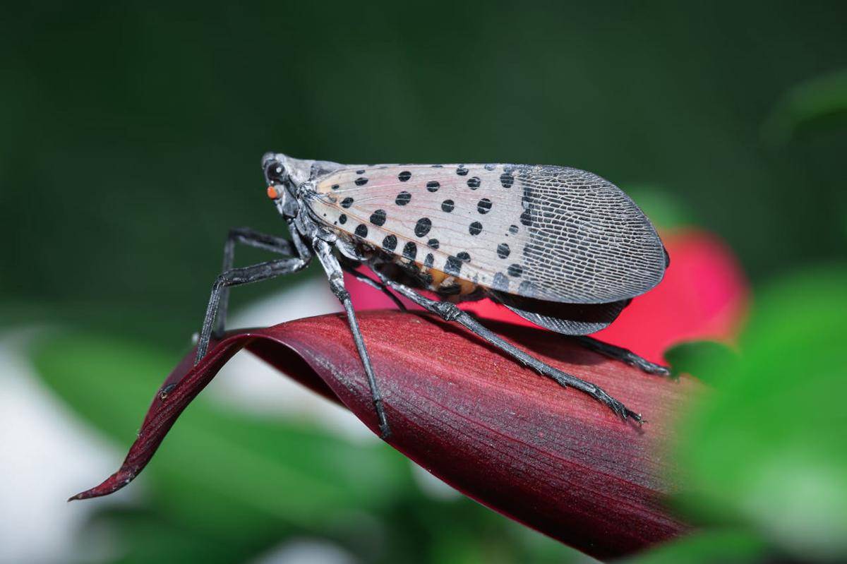 Spotted Lanternfly