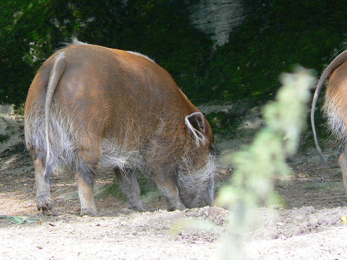 Babi Sungai Merah