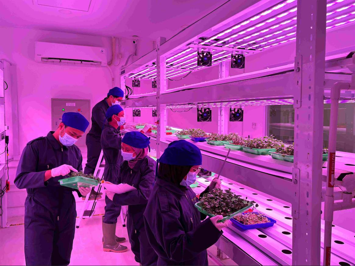 Mahasiswa UGM meneliti microgreens mikroalga di laboratorium pertanian modern.