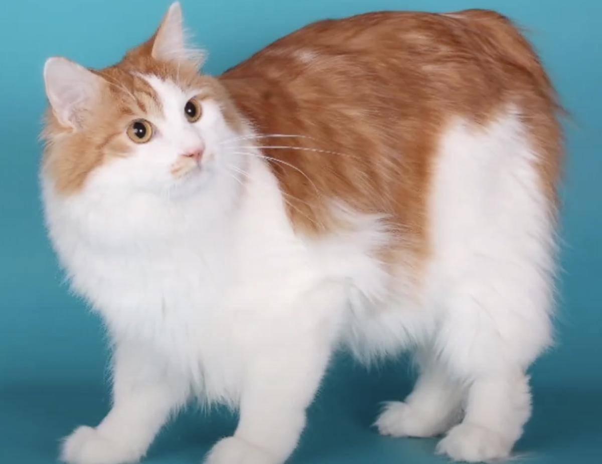 kucing Korean Bobtail (youtube.com/AnimalVerse)