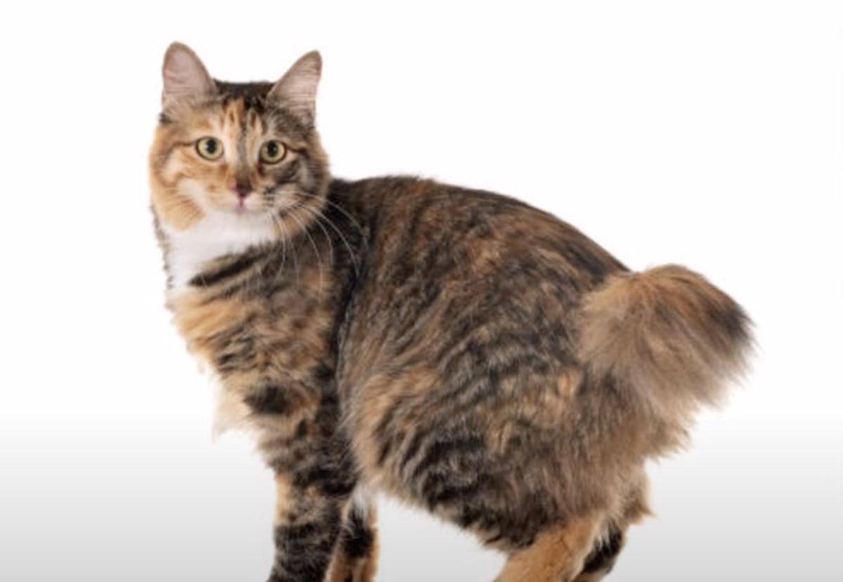 kucing Korean Bobtail (youtube.com/AnimalVerse)