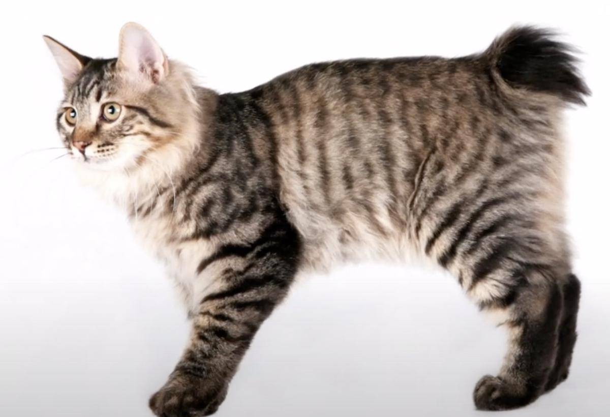 kucing Korean Bobtail (youtube.com/AnimalVerse)