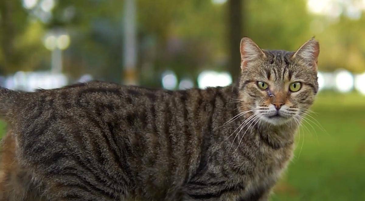 kucing Korean Bobtail (youtube.com/CuteAnimal)