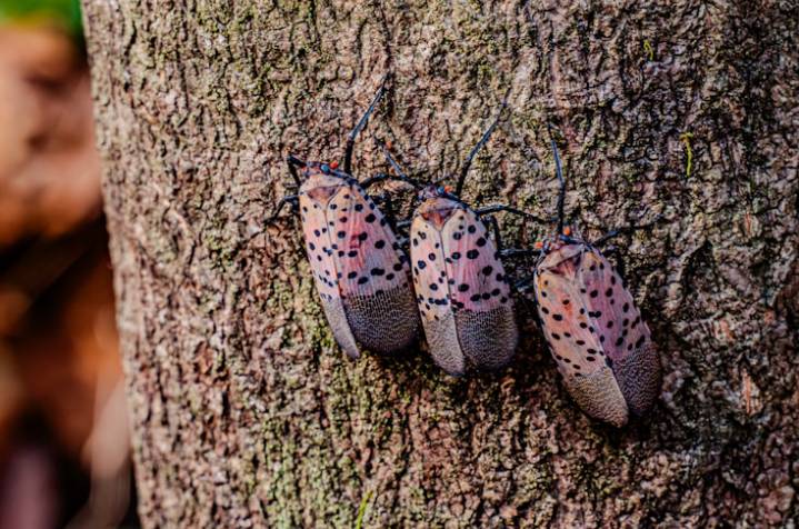 Spotted Lanternfly