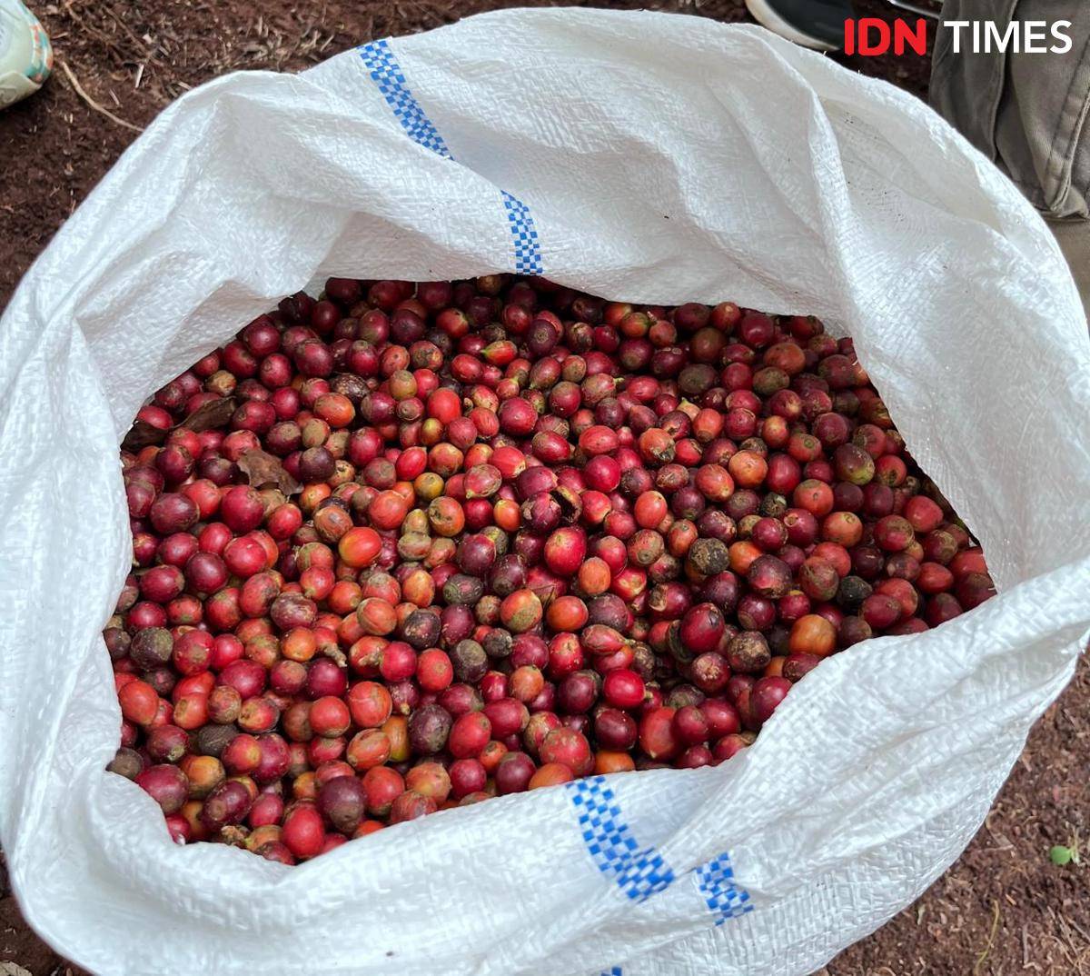 Potret buah kopi excelsa, Sumedang 