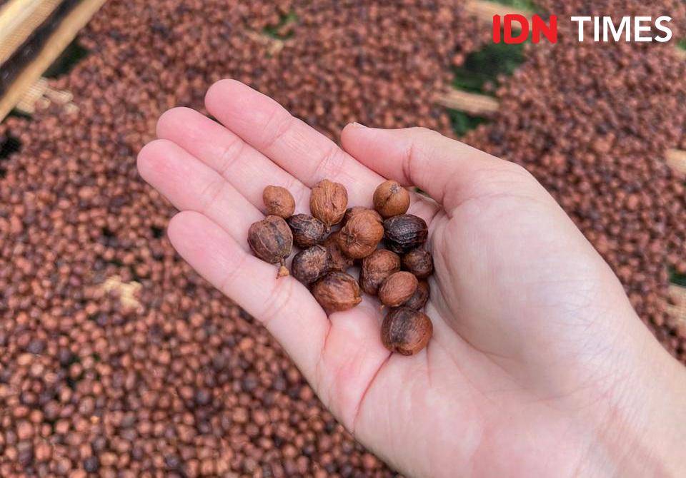 Potret buah kopi excelsa