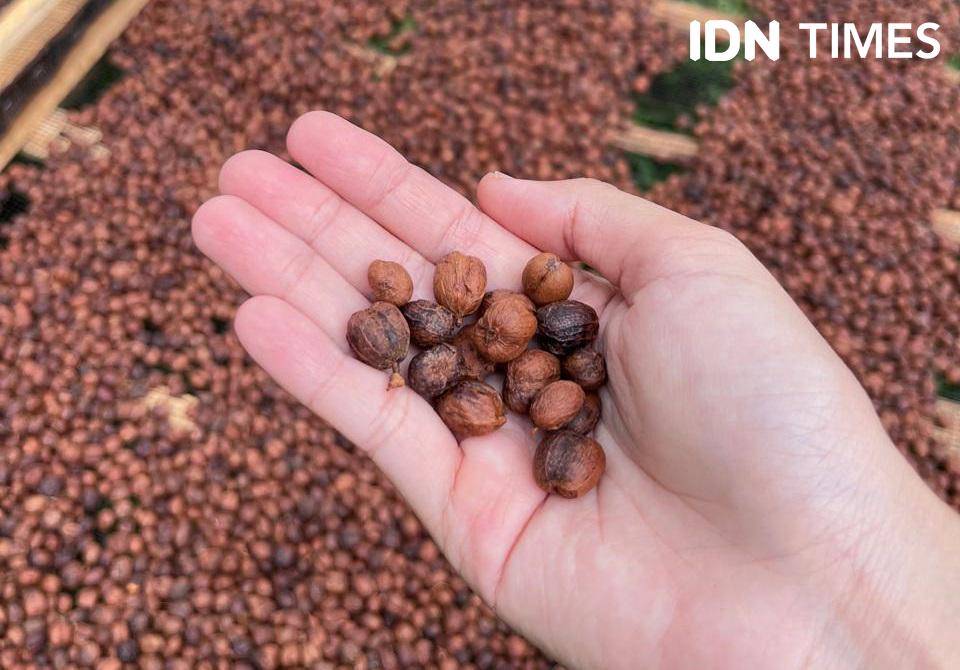 Potret buah kopi excelsa