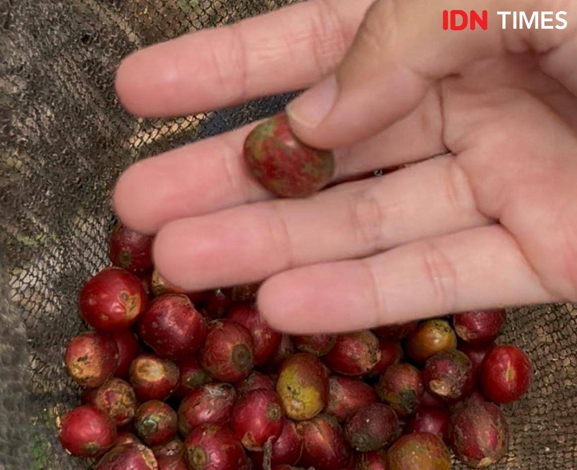 Potret buah kopi excelsa 