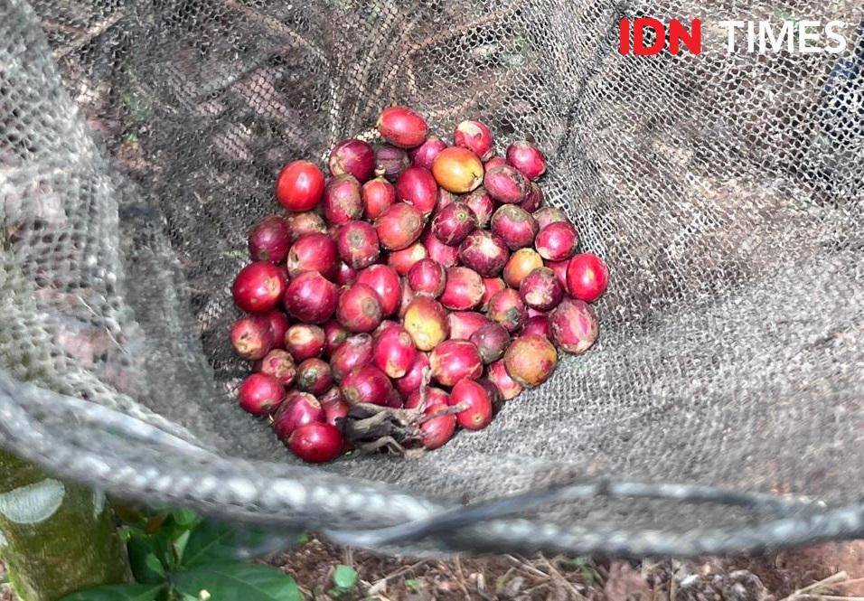 Potret buah kopi excelsa 