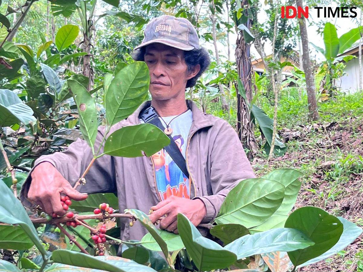 Potret petani memetik biji kopi excelsa