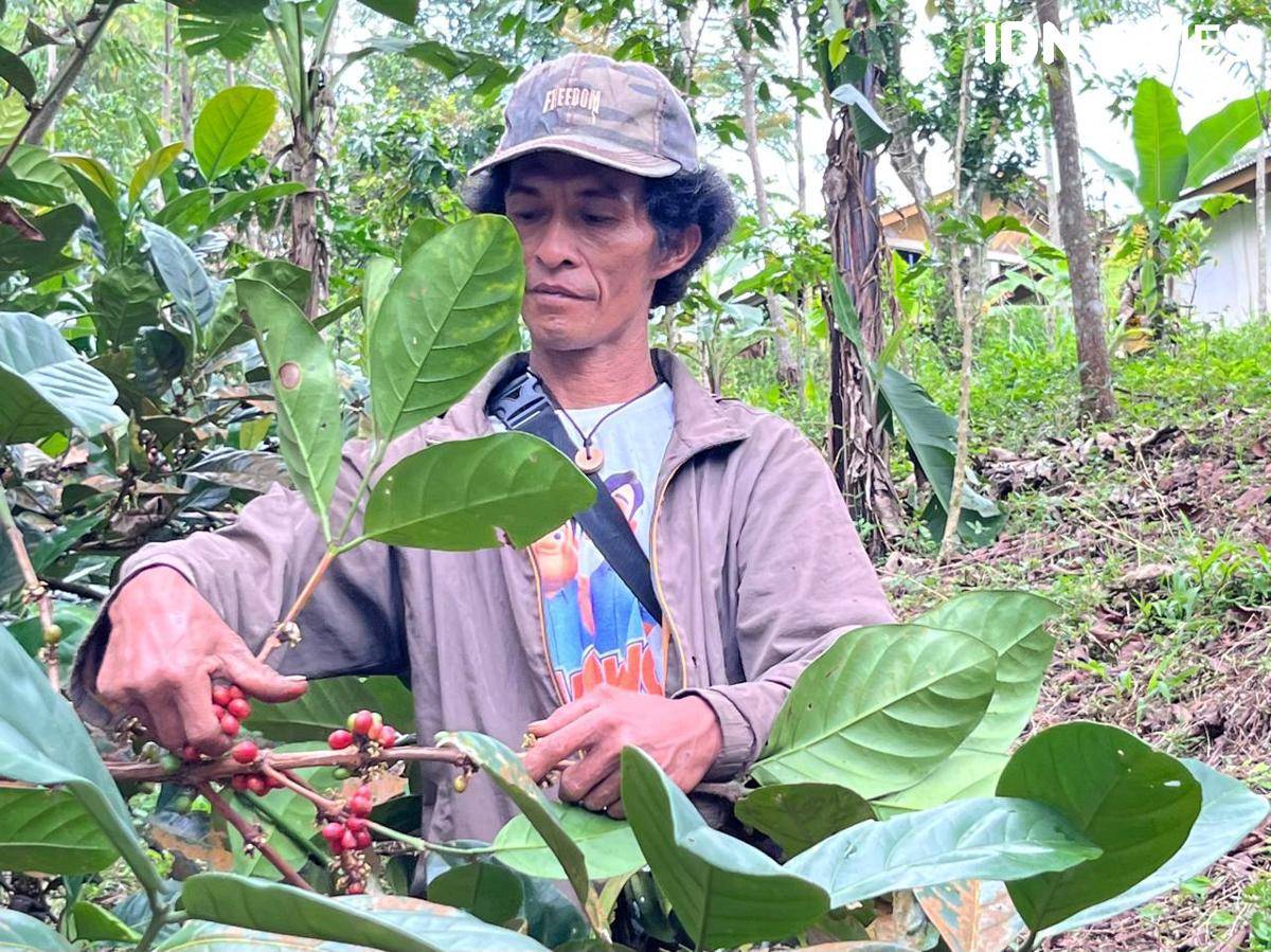 Potret petani memetik buah kopi excelsa