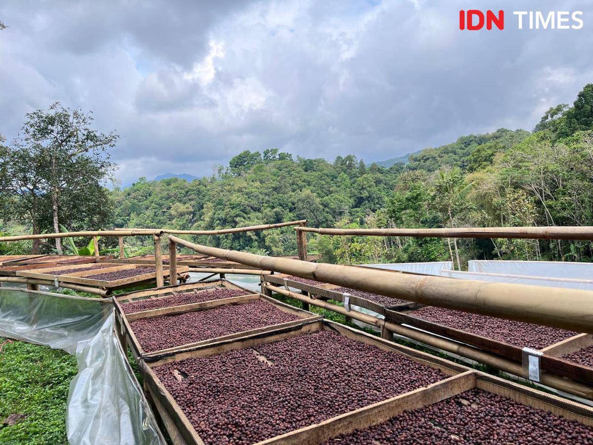 Potret penjemuran buah kopi, Sumedang