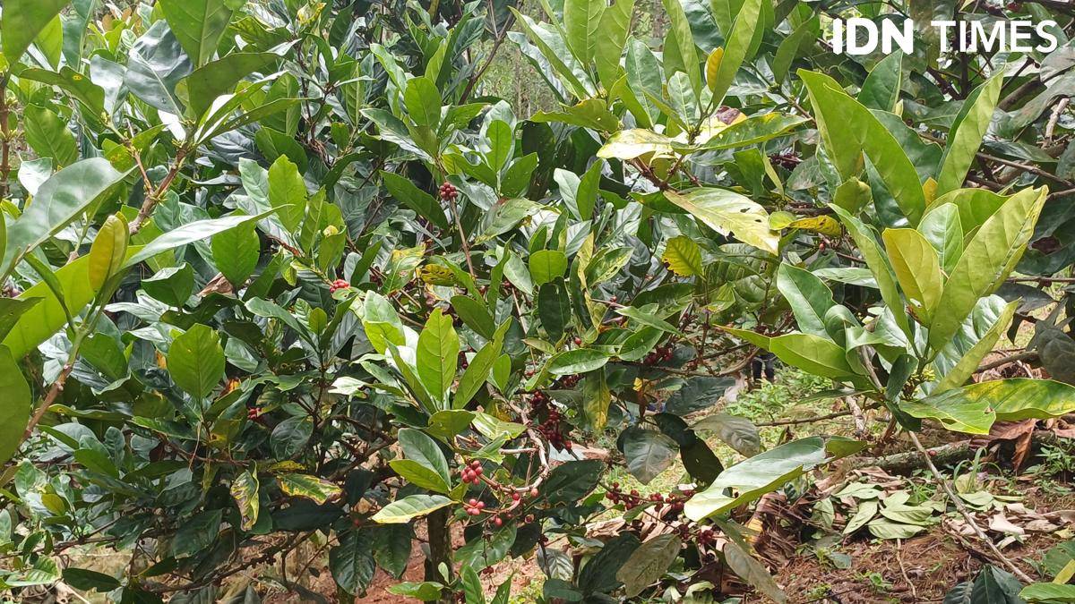 Potret pohon kopi excelsa, Sumedang