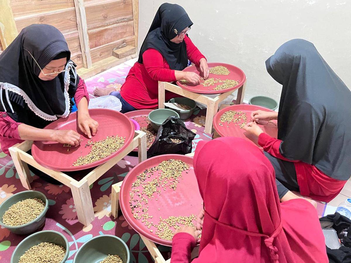 Potret pemilahan biji kopi, Sumedang 