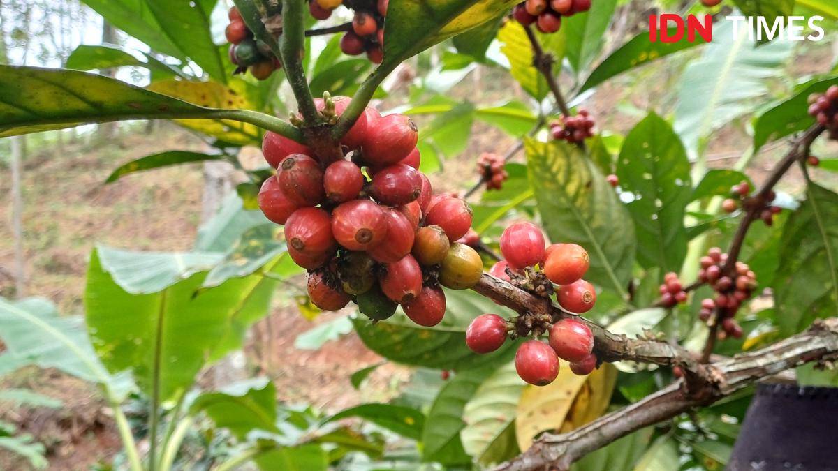 Potret pohon kopi excelsa, Sumedang 