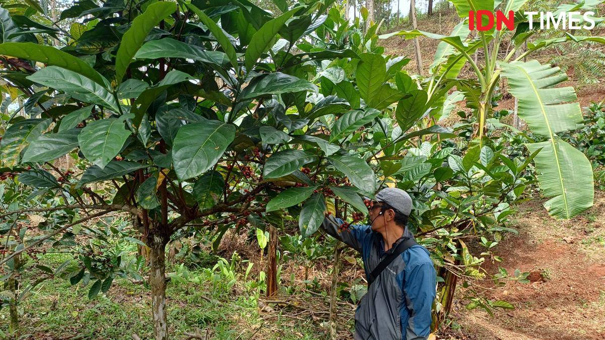 Potret kebun kopi di Sumedang 