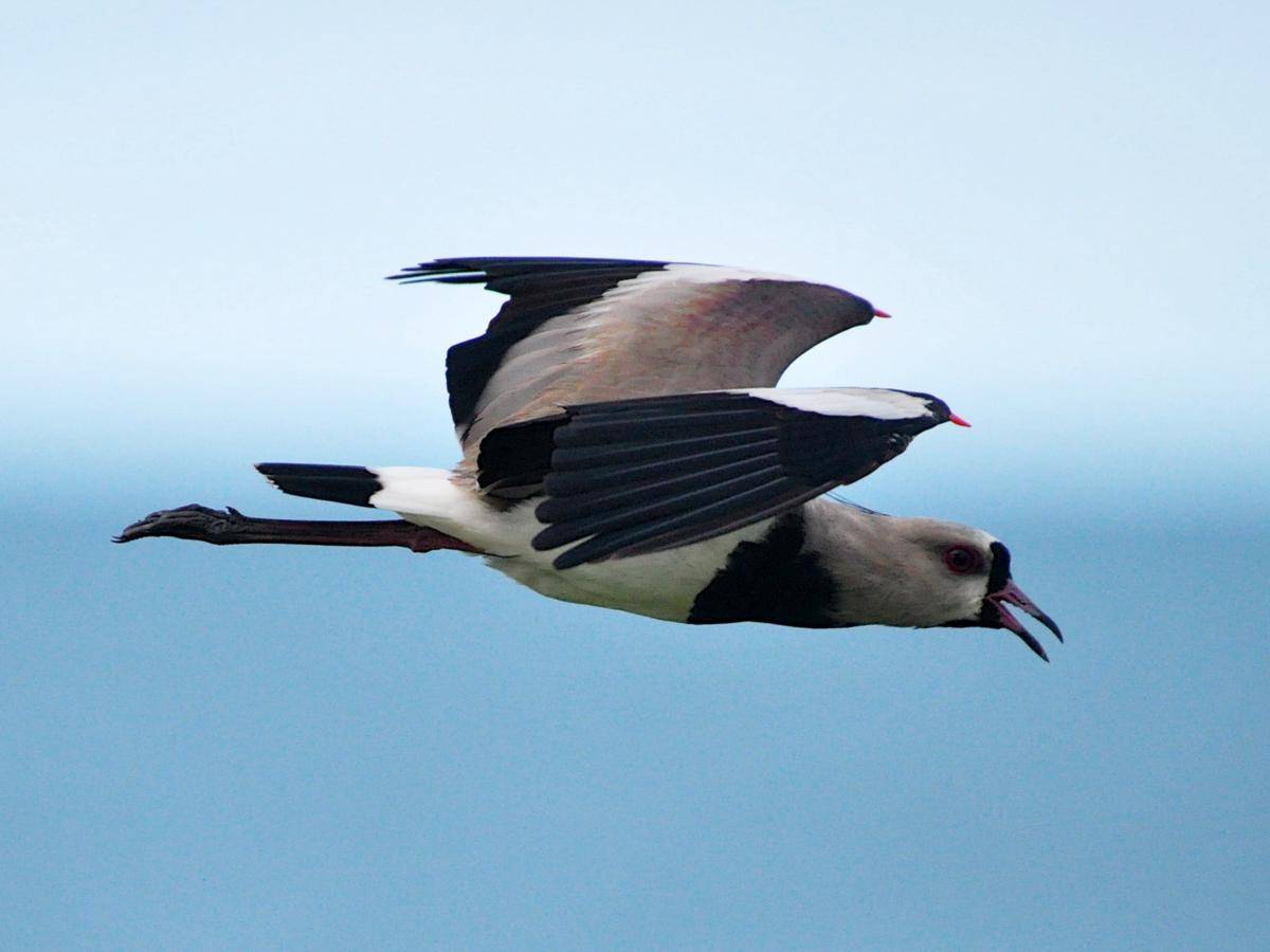 Southern Lapwing