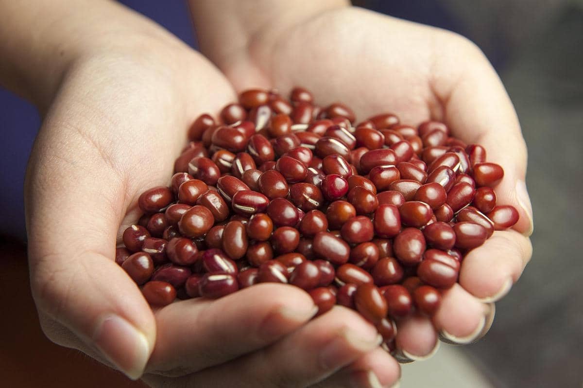 Tangan seseorang memegang segenggam kacang merah berwarna cokelat kemerahan dengan latar belakang buram.