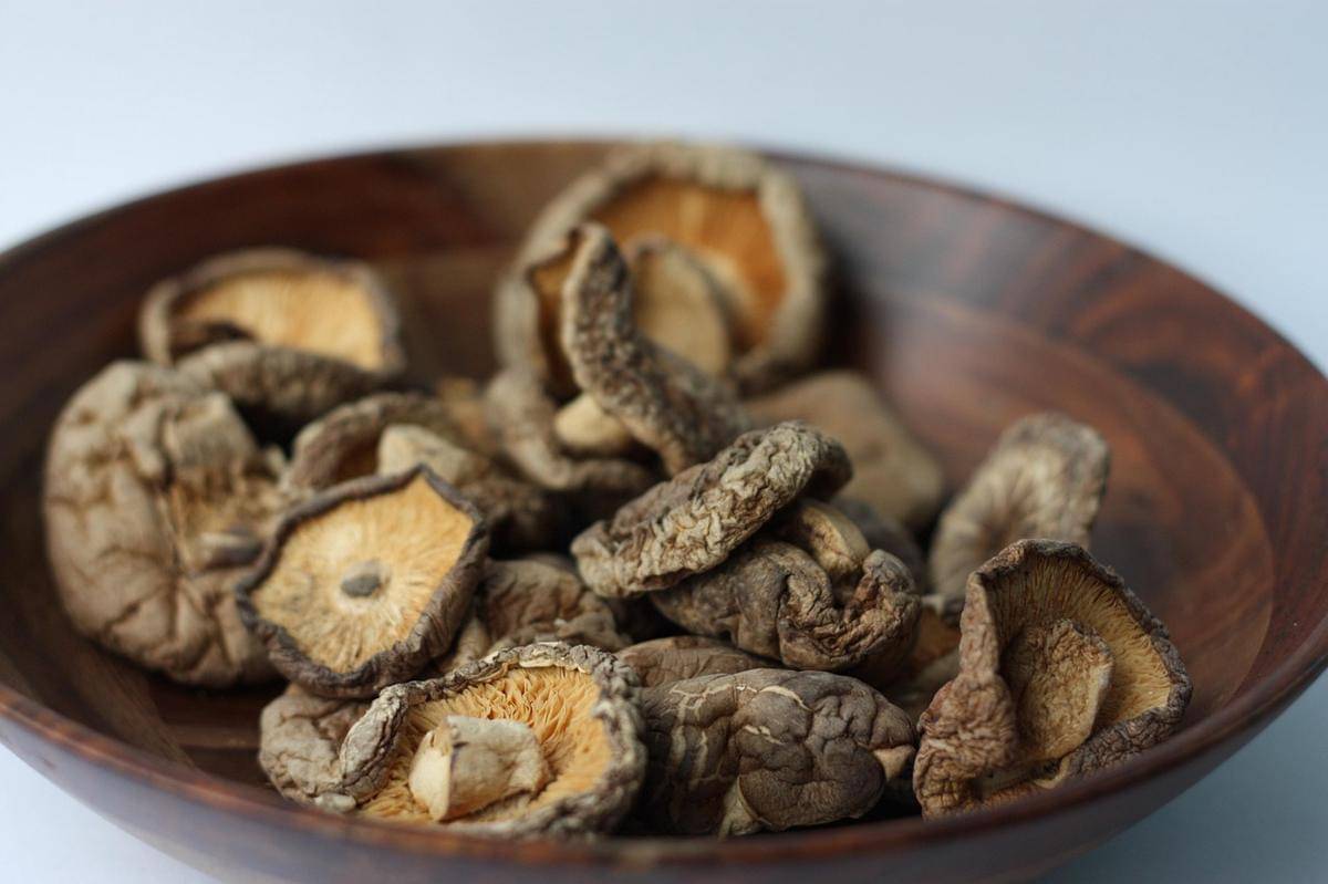 ilustrasi jamur shiitake