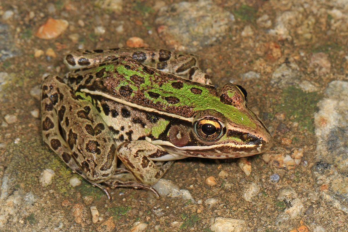 Katak Macan Tutul Selatan