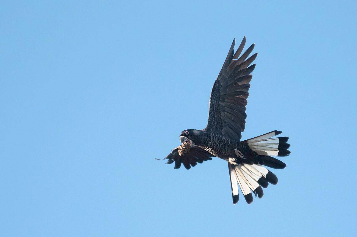 Carnaby’s Black Cockatoo