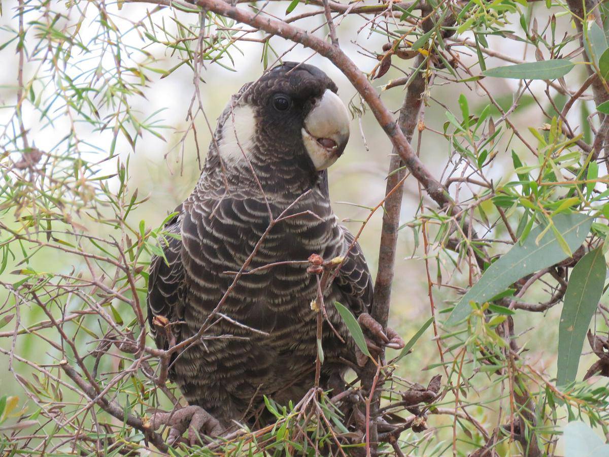 Carnaby’s Black Cockatoo