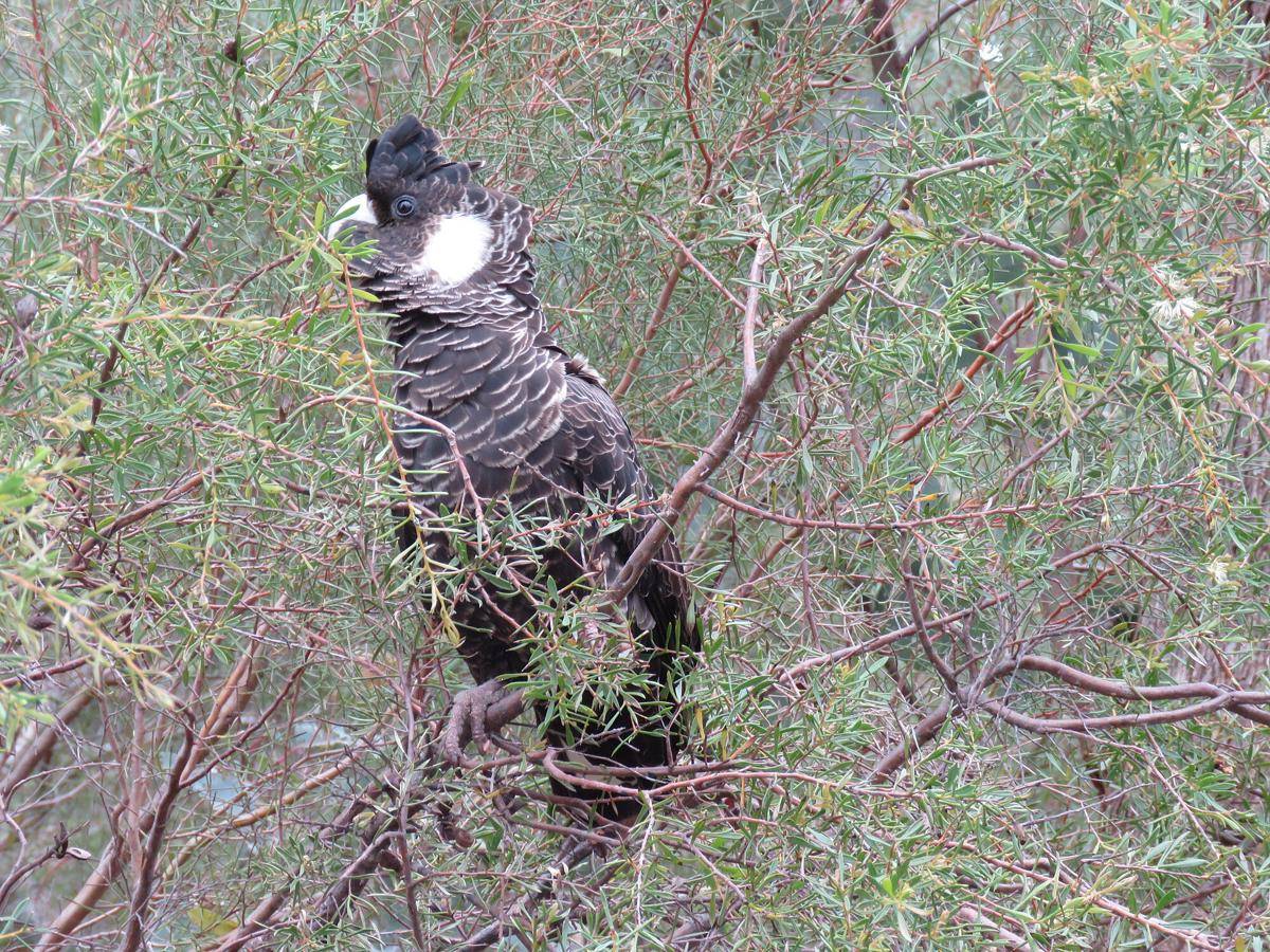 Carnaby’s Black Cockatoo