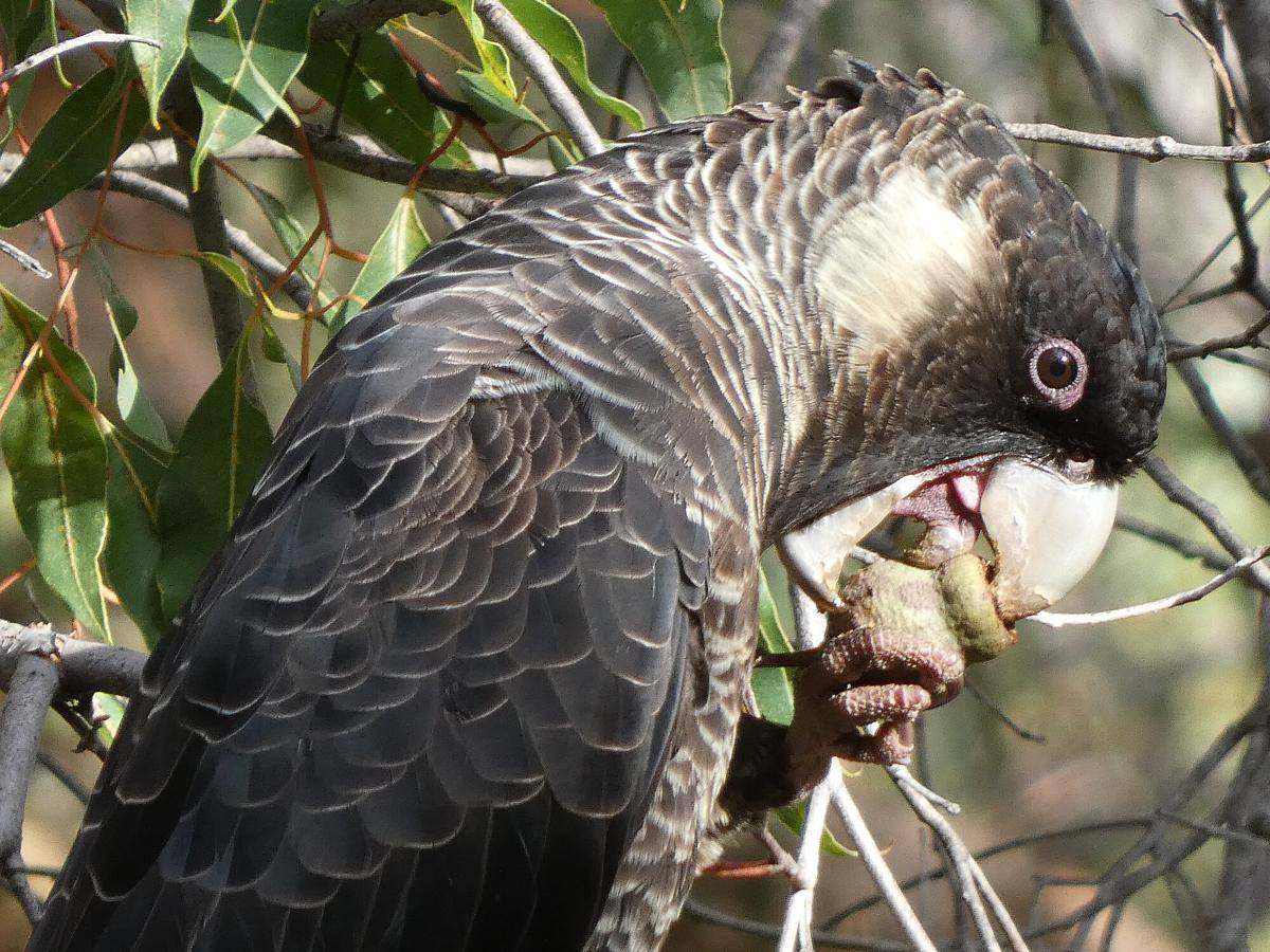 Carnaby’s Black Cockatoo