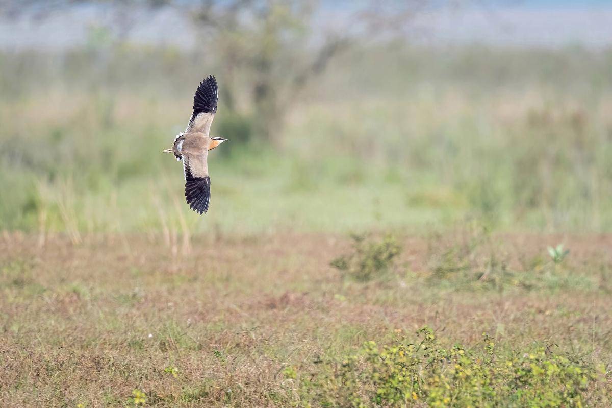 Indian Courser