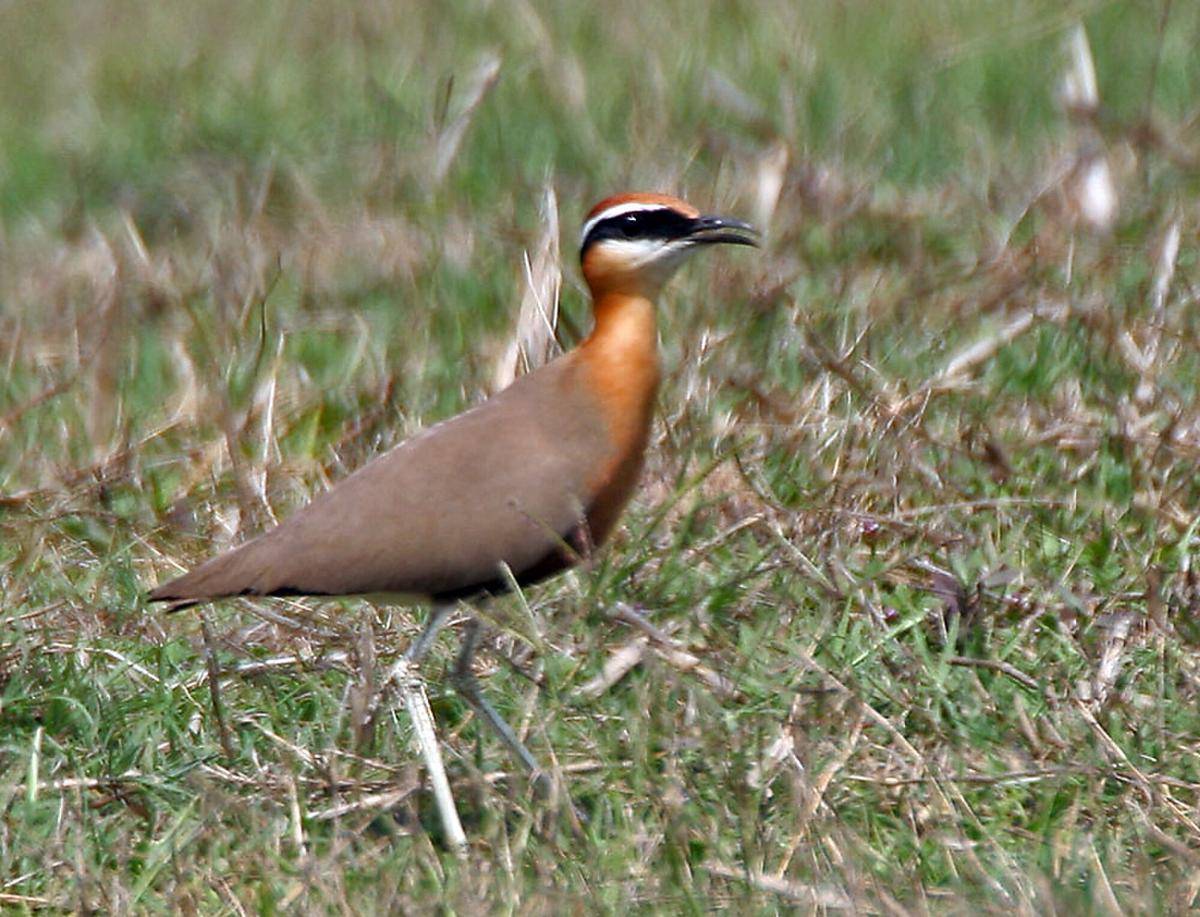 Indian Courser