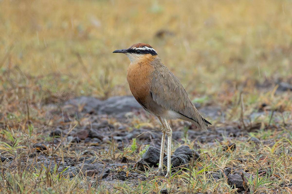 Indian Courser