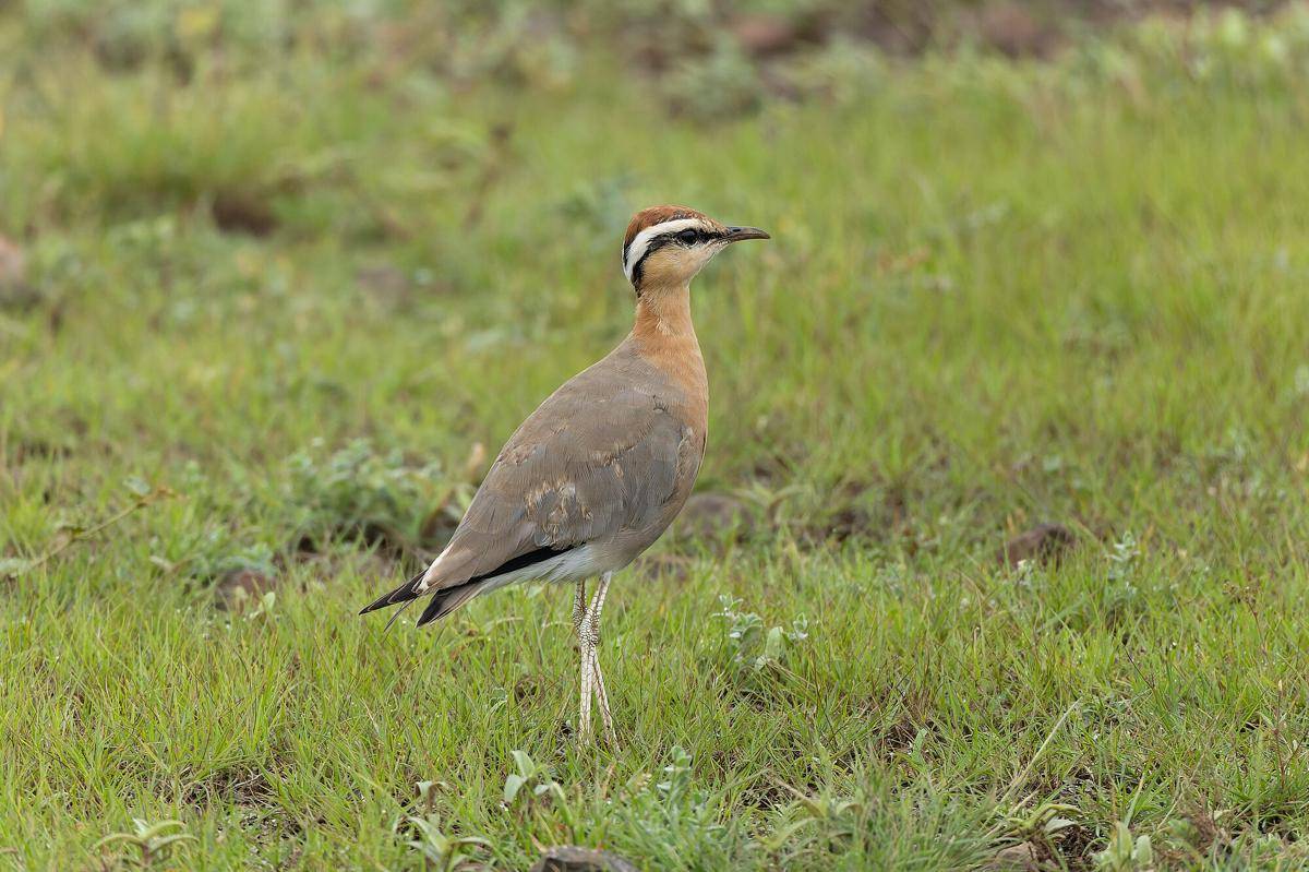 Indian Courser