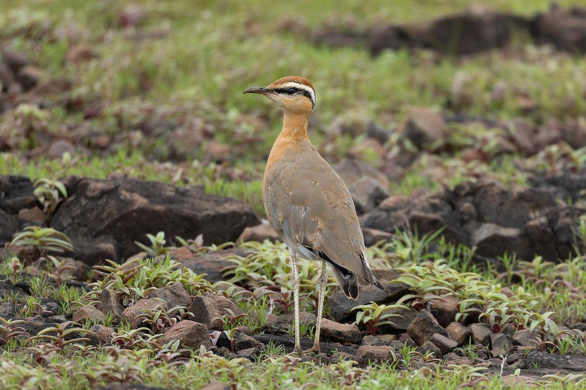 Indian Courser