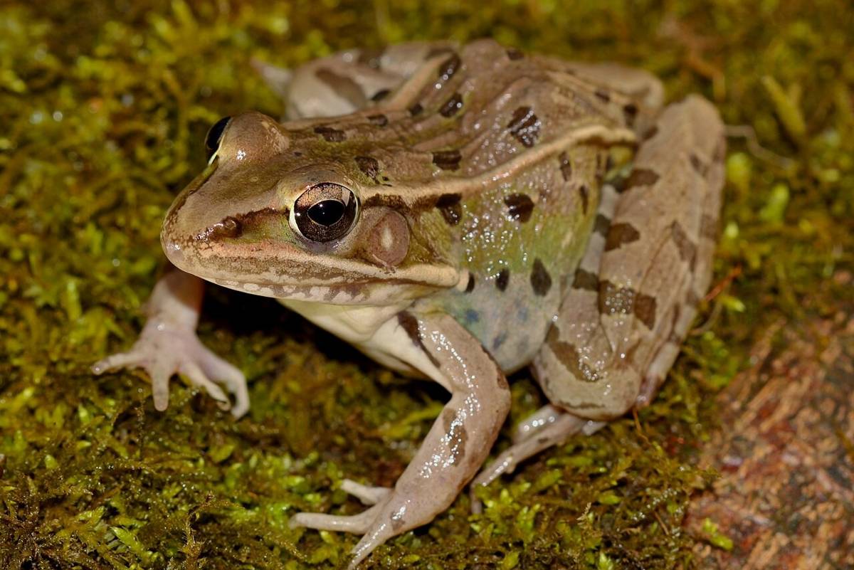 Katak Macan Tutul Selatan