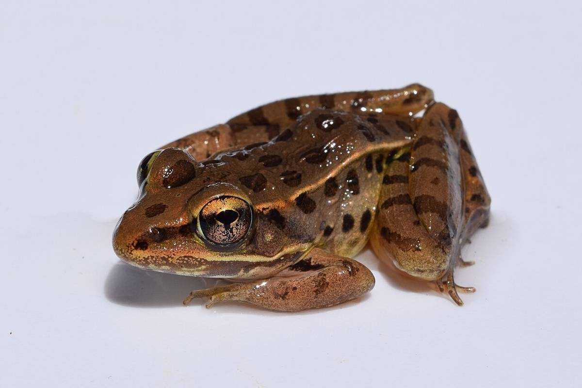 Katak Macan Tutul Selatan