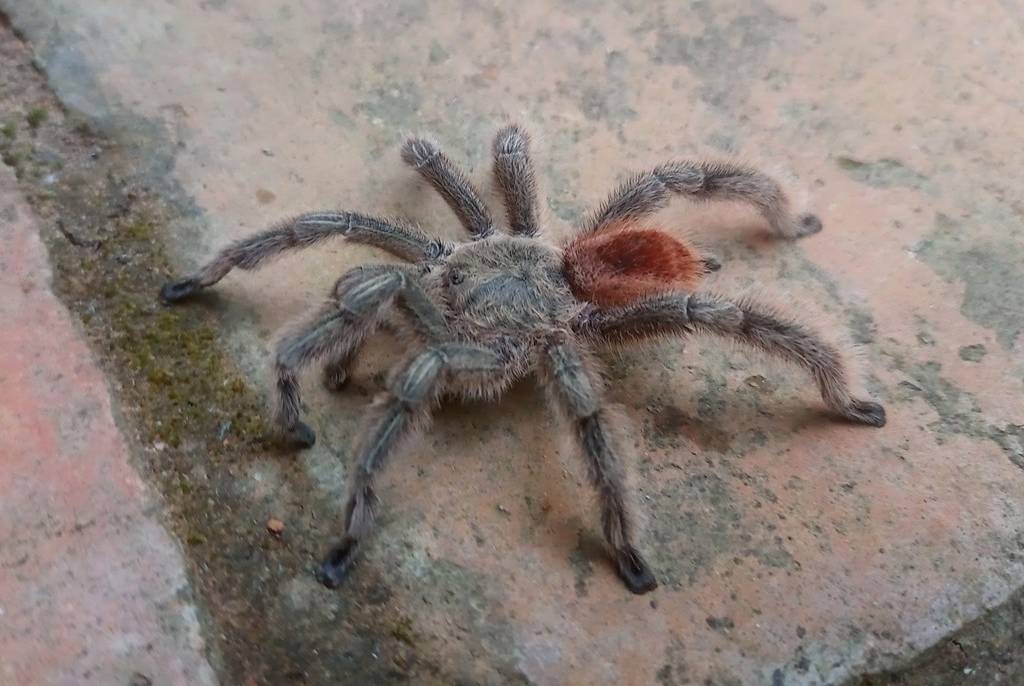 Tarantula Brazil