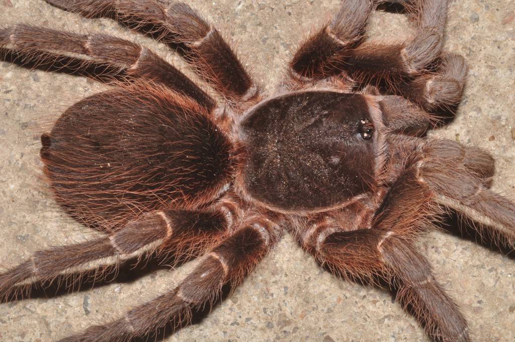 Tarantula Brazil