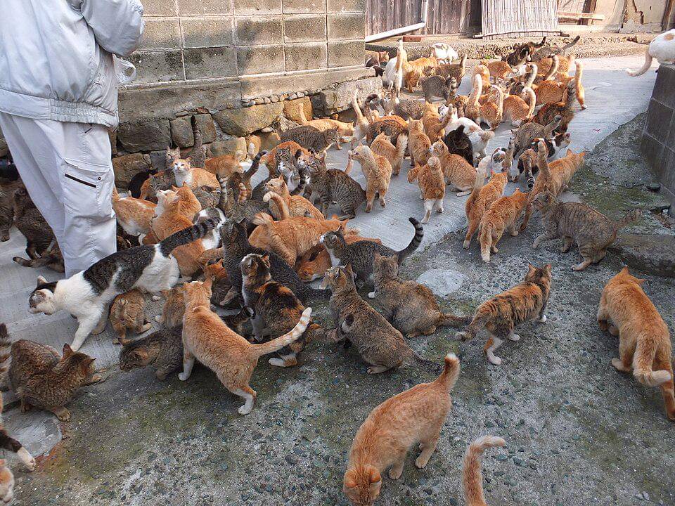 potret kucing di Aoshima Island (commons.wikimedia.org/暇・カキコ)