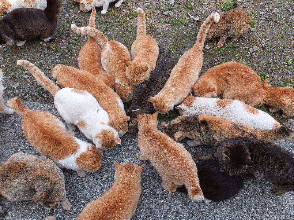 potret kucing di Aoshima Island (commons.wikimedia.org/暇・カキコ)