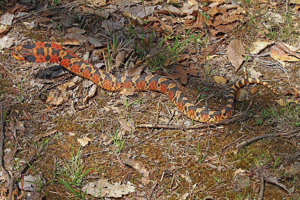 Ular Hognose Timur