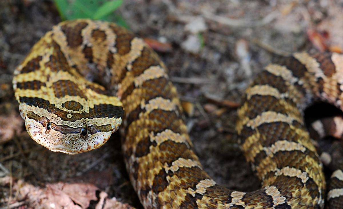 Ular Hognose Timur