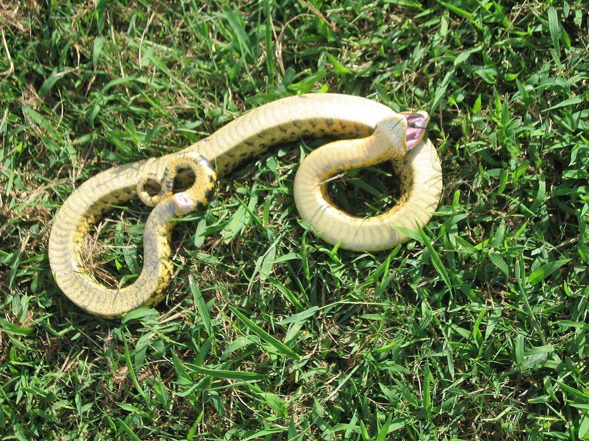Ular Hognose Timur