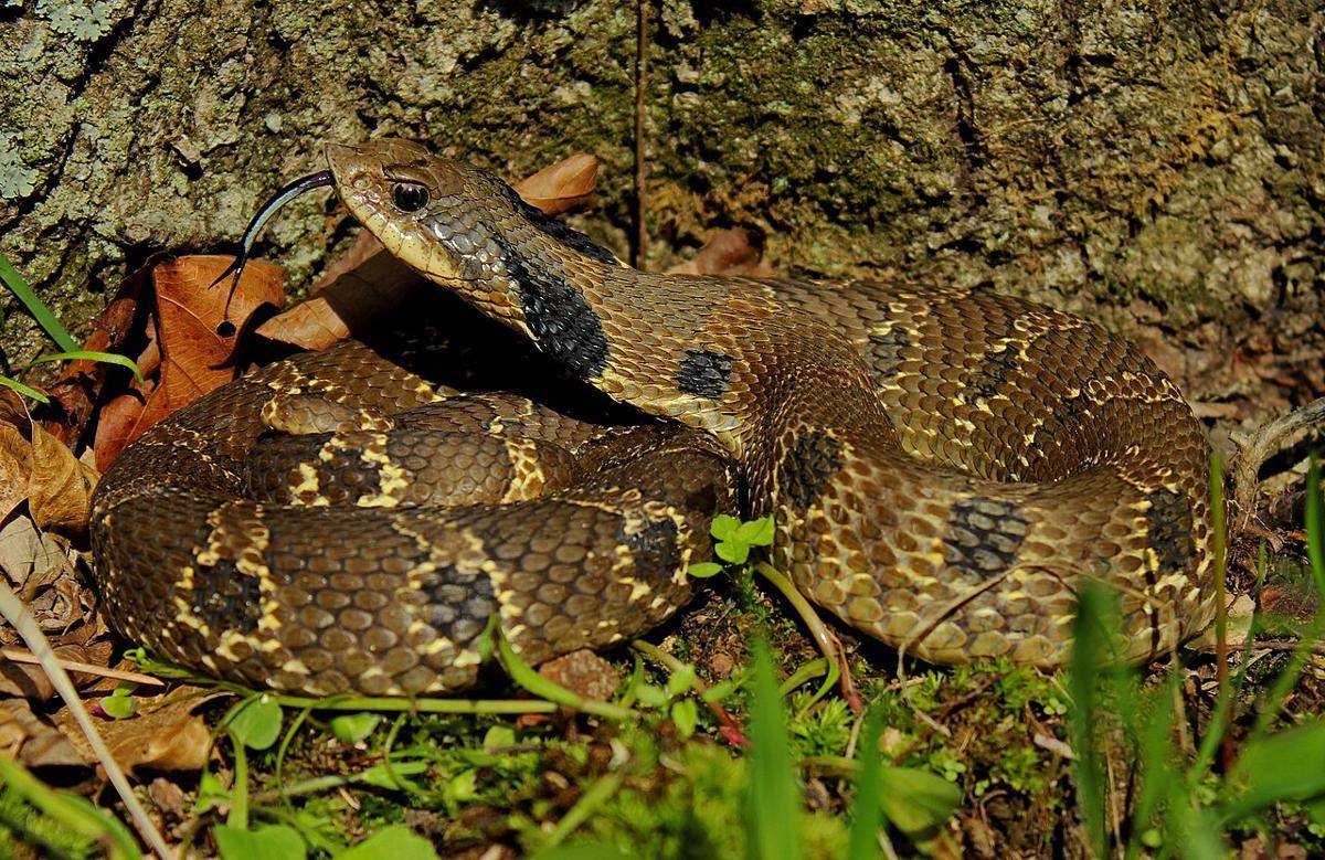 Ular Hognose Timur