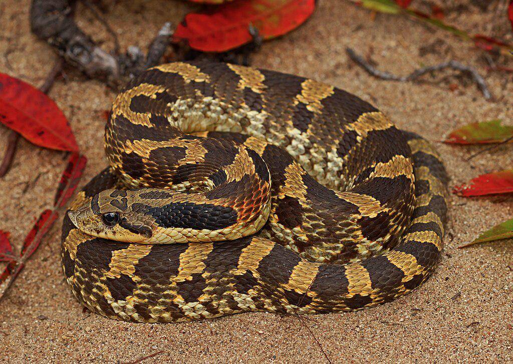 Ular Hognose Timur