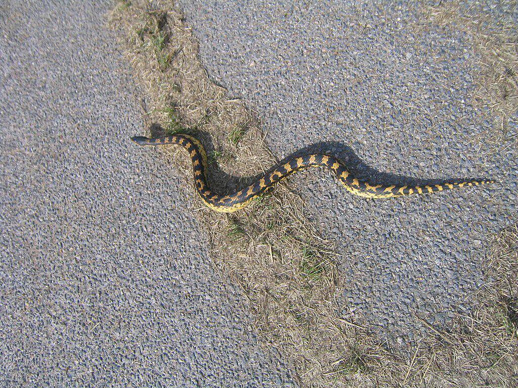 Ular Hognose Timur