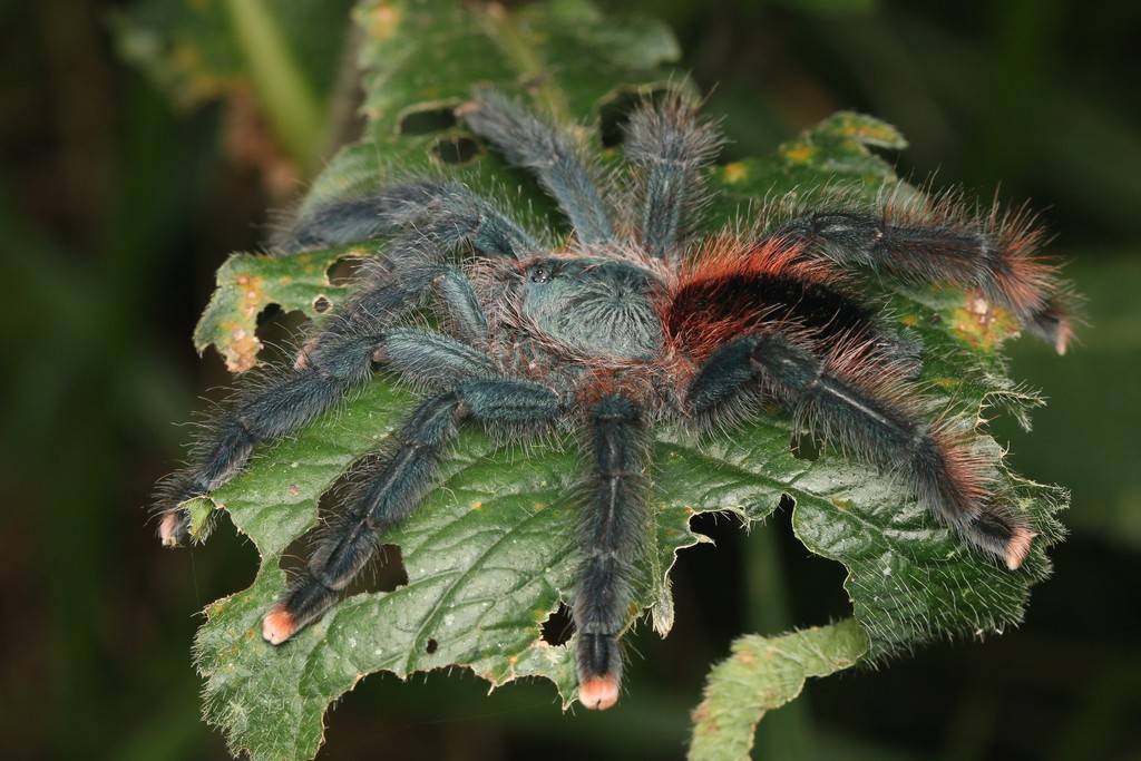 Tarantula Brazil