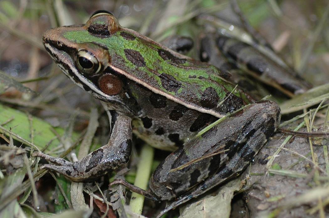 Katak Macan Tutul Selatan
