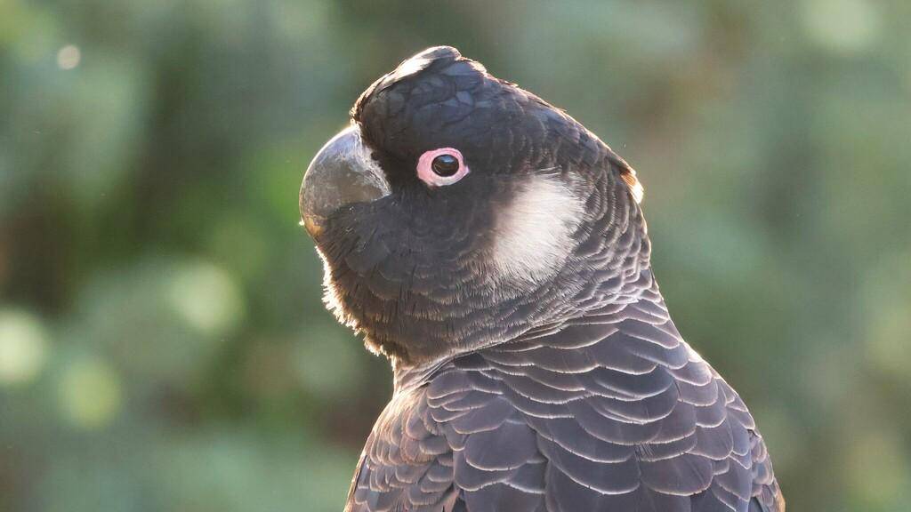 Carnaby’s Black Cockatoo
