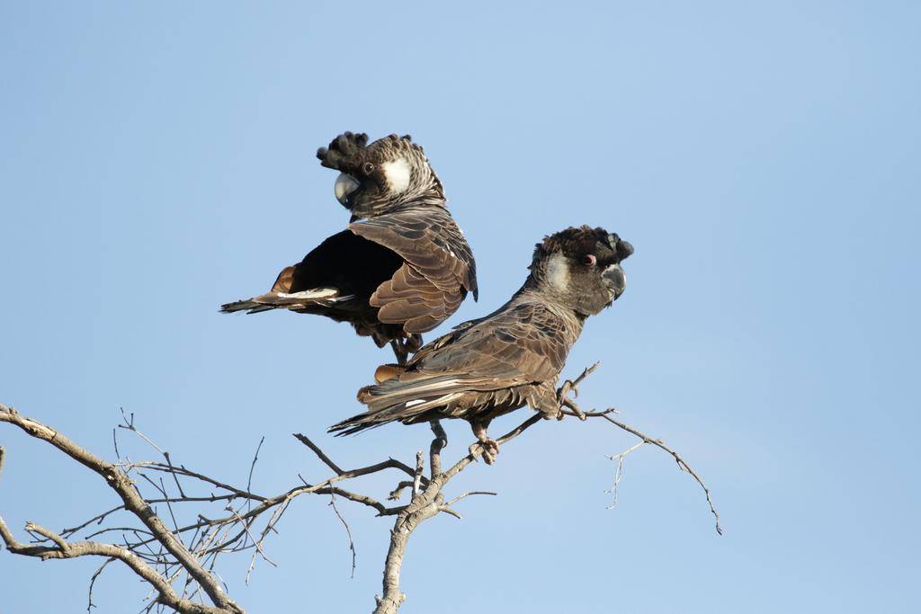 Carnaby’s Black Cockatoo