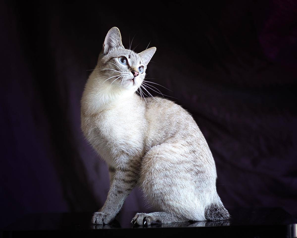 kucing Mekong Bobtail (commons.wikimedia.org/AlexOpryatin)